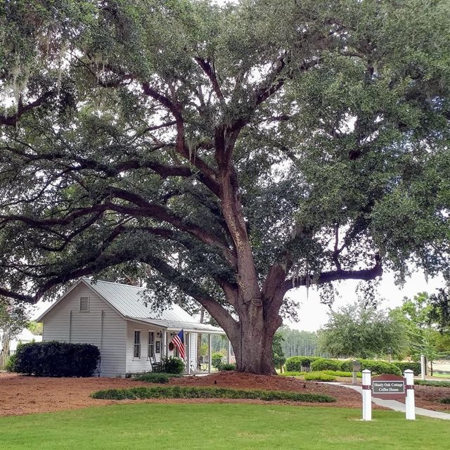 The Ponds Oak Tree Summerville SC