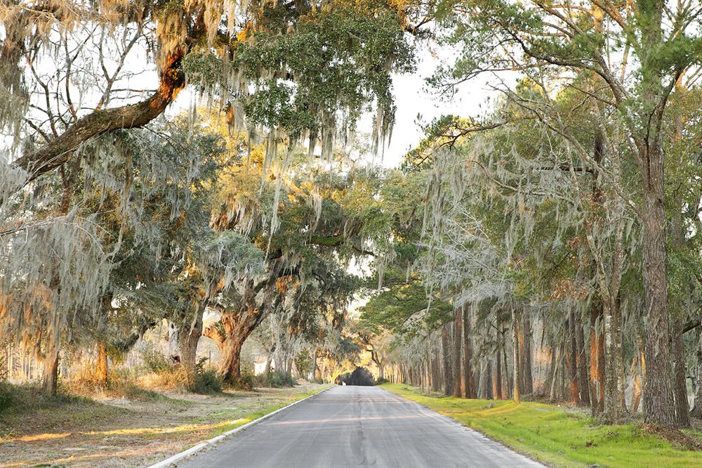 Poplar Grove - Discover one of Charleston’s best-preserved natural legacies