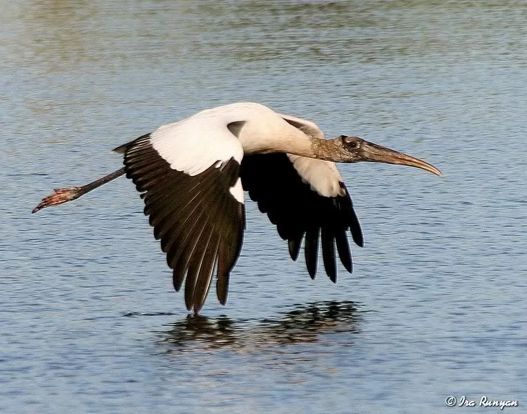 Exploring the Beauty of Donnelly Wildlife Management Area in South Carolina