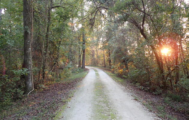 Explore The Untouched Wilderness: A Journey through Francis Beidler Forest, SC