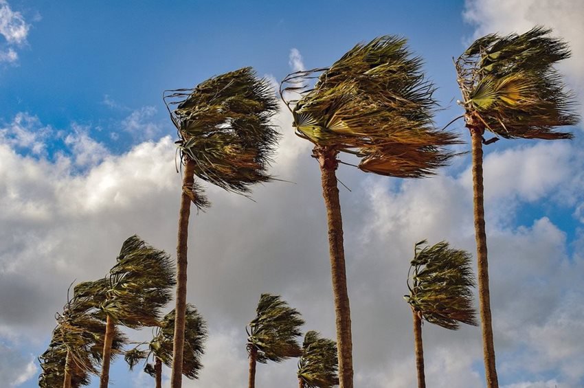 Palm Trees in the Wind