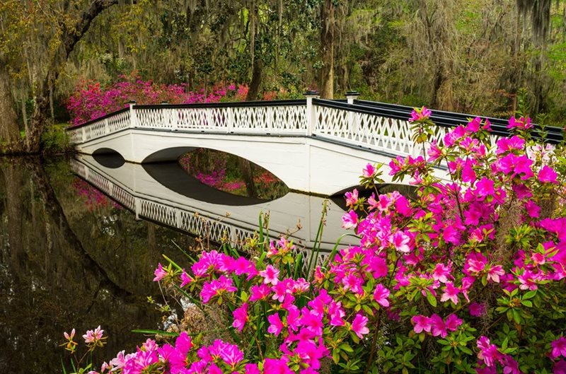 Summerville SC Azalea Bridge