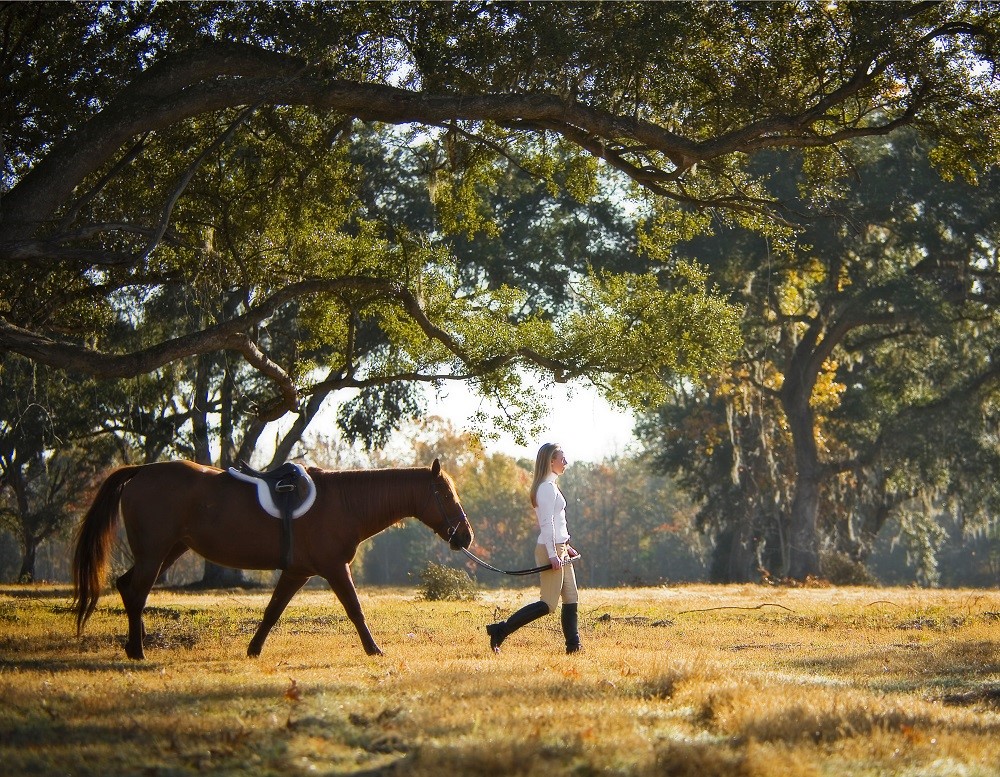 Poplar Grove Charleston SC Equestrian Horse