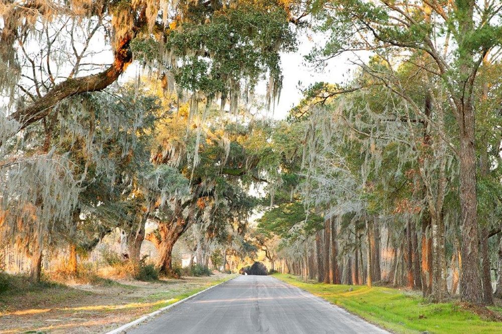 Poplar Grove Charleston SC Nature Streetscape