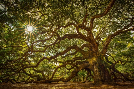 Johns Island Angel Oak Tree