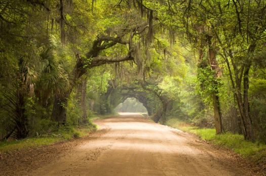 Poplar Grove Charleston SC Tree Canopy