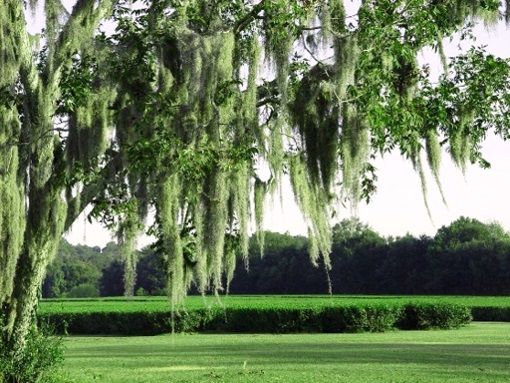 Charleston Tea Plantation Johns Island SC