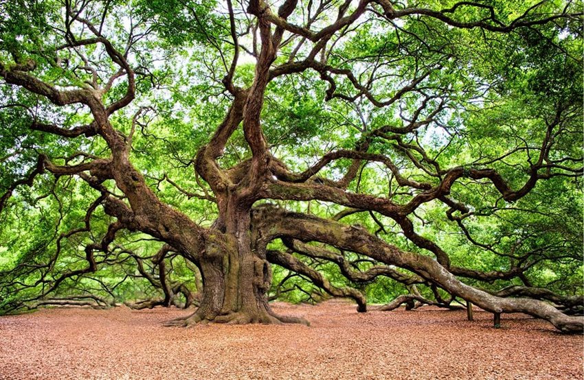 Angel Oak Tree Johns Island SC