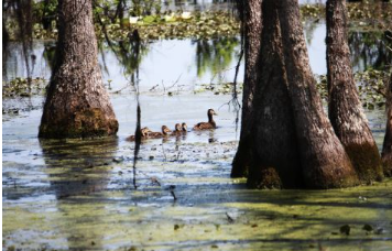 Donnelly-Wildlife-Ducks-(1).png