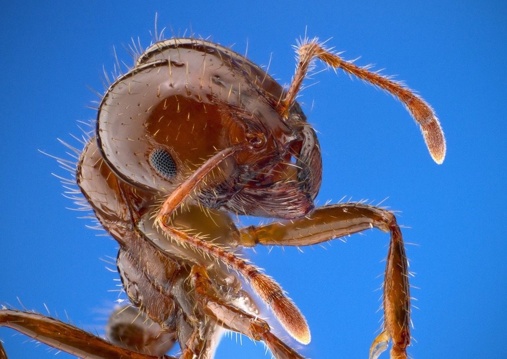 New Home Maintenance: What is a red imported fire ant and why pest control can help