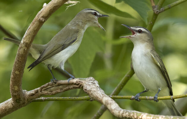 Francis Beidler Forest_aud_apa-2018_red-eyed-vireo_a1-5473-1_kk_photo-greg-pasek.jpg